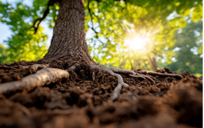 A lesson from the courts in managing tree root risks